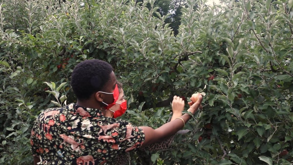 Apple Picking In NJ