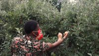 Apple Picking in NJ  – The Perfect  Outdoor Activity For Fall