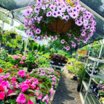 Find Flowers for Mother’s Day at the Kenilworth Garden Center