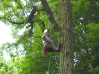 Remember to Deadwood Prune and Trim Your Trees!