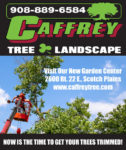 Trim Your Trees to Keep Them Healthy!