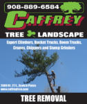 Tree Removal
