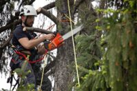 Central NJ Tree Pruning Service – Sage Landscaping & Tree experts