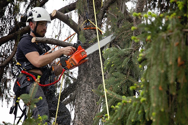 Central NJ Tree Pruning Service - Sage Landscaping & Tree experts