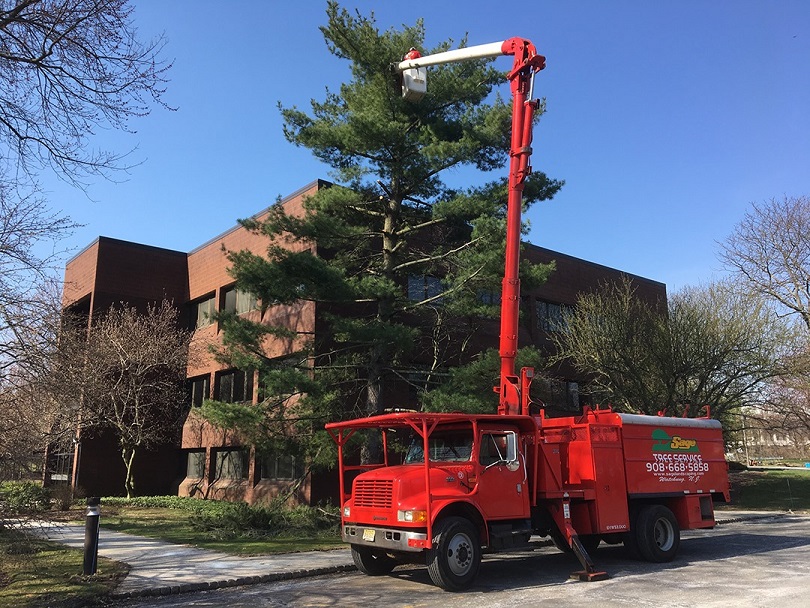 Central NJ Tree Pruning Service - Sage Landscaping & Tree experts