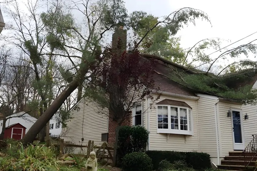 Sage Tree Experts Emergency Tree Removal