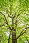 Fall Tree Pruning In NJ: The #1 Timing Mistake That Harms Trees