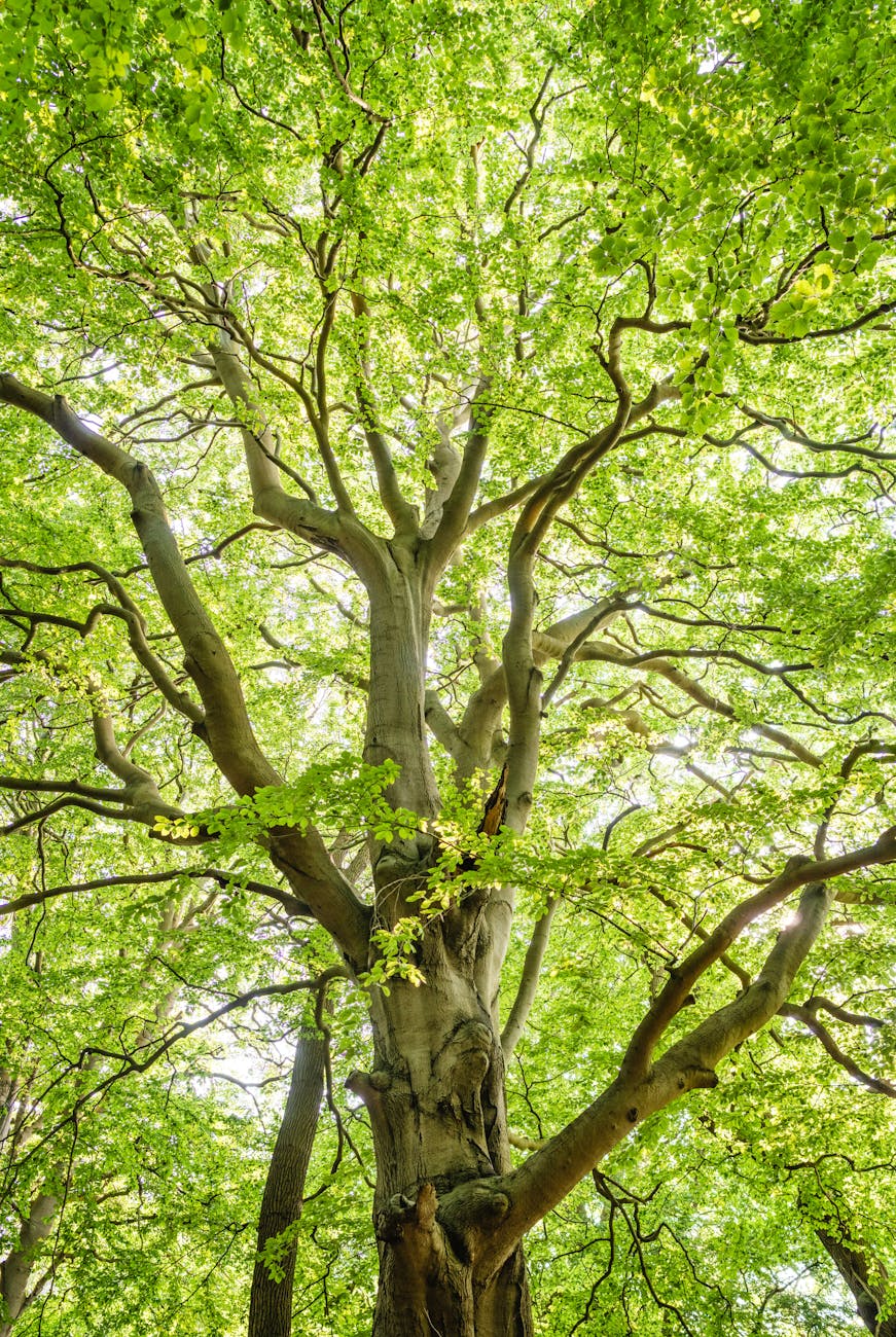 Fall Tree Pruning In NJ: The #1 Timing Mistake That Harms Trees