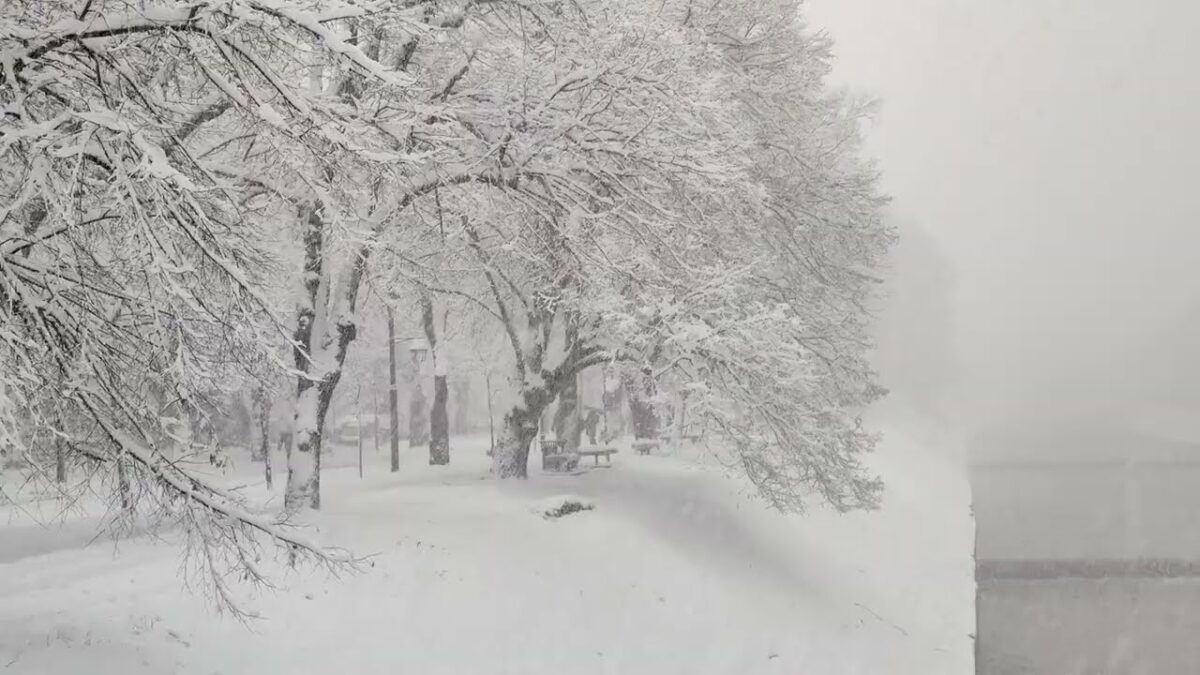 Emergency Tree Removal & Tree Maintenance – Central NJ